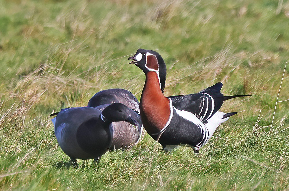 Red-breasted goose